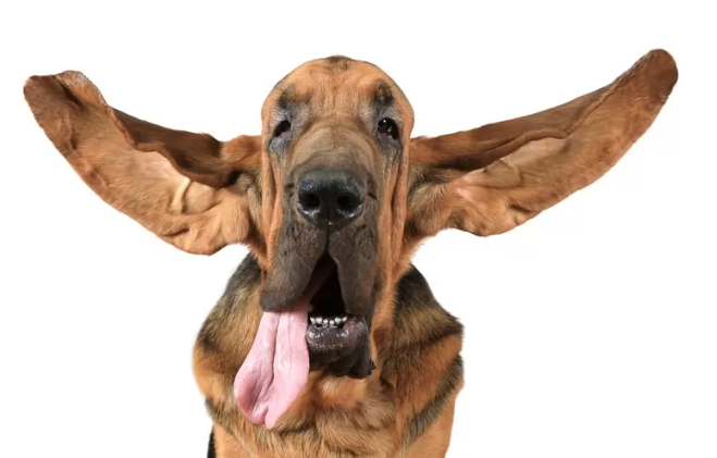 Τα μακρύτερα αυτιά ενός σκύλου